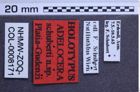 Etiketten zu Adelocera schuberti (NHMW-ZOO-COL-0008171)